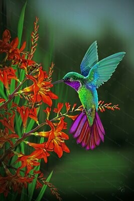 Hummingbird fast food