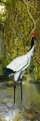 Japanese red crowned crane