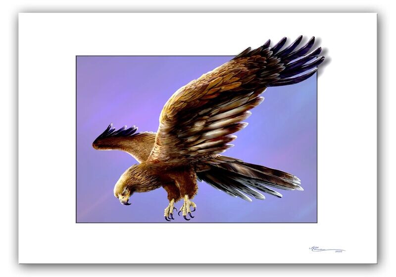 Golden eagle