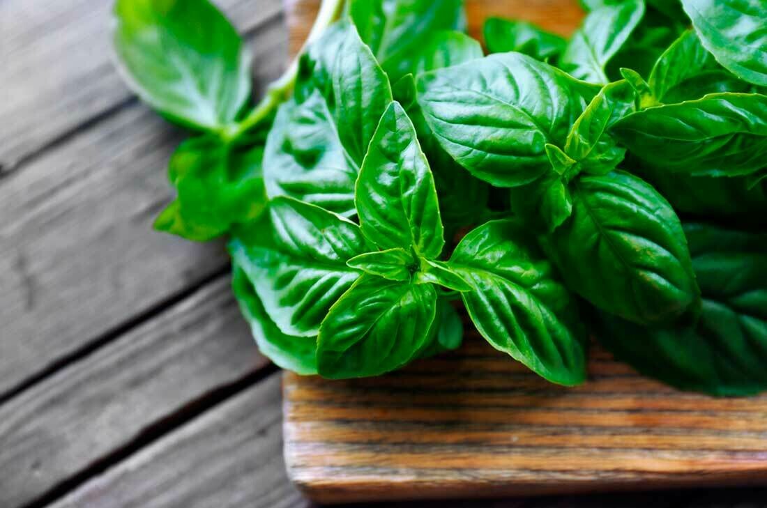 albahaca
