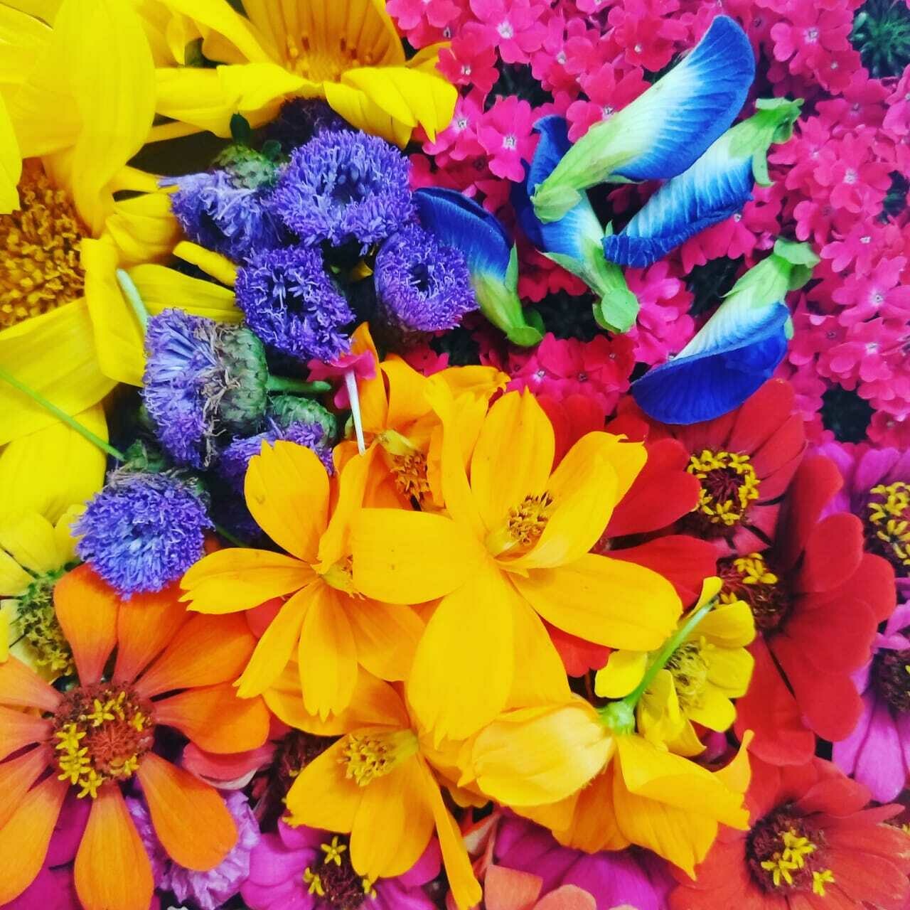 mix de flores comestibles