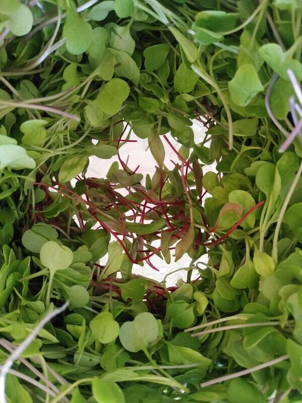 mix de micro greens