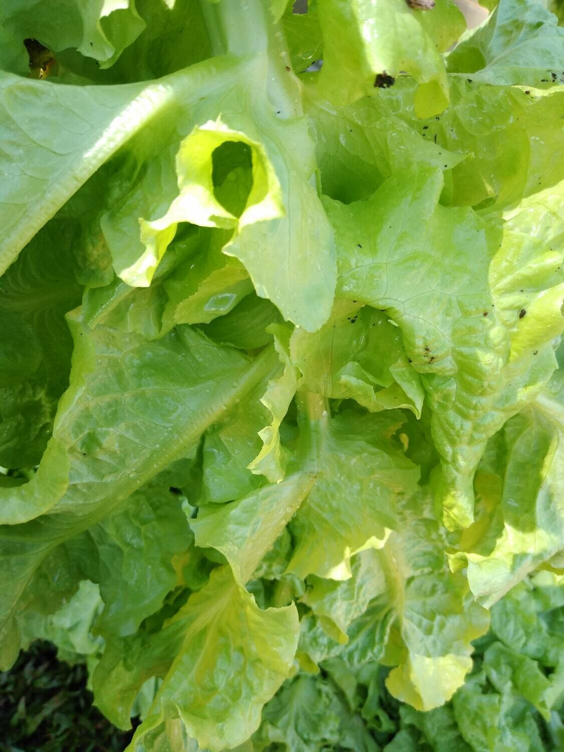 Lechuga local