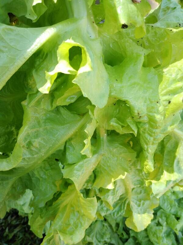 Lechuga local