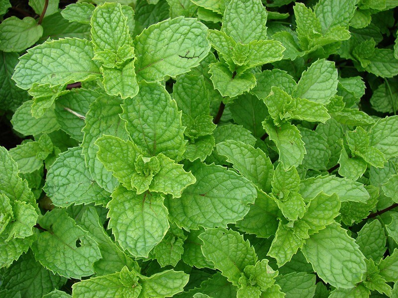 Hierba buena o menta