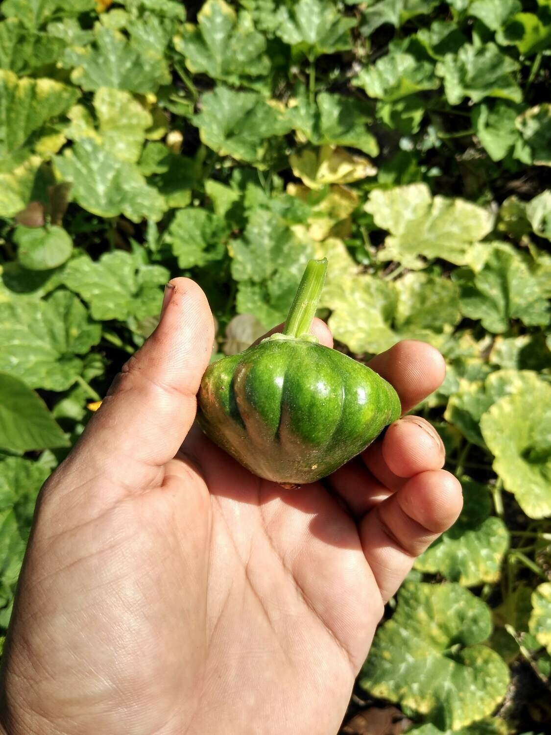 calabaza local baby, de diversos tamaños y flor de calabaza