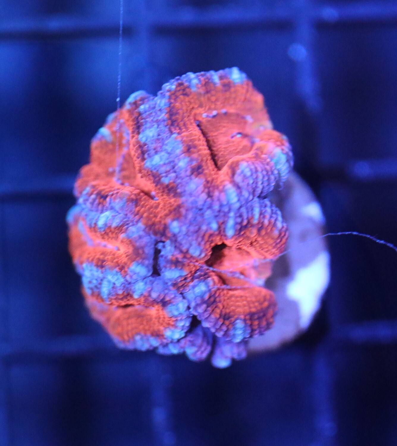 Super Red Acan WYSIWYG CORAL FRAG 22