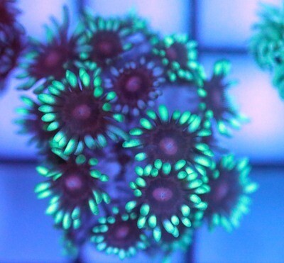 Metallic Bicolor Goniopora WYSIWYG CORAL FRAG 003