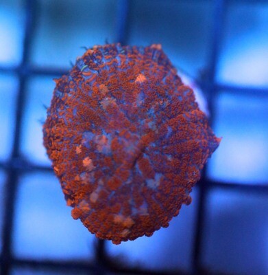 Super Red Rhodactis Mushroom Coral WYSIWYG CORAL FRAG 008