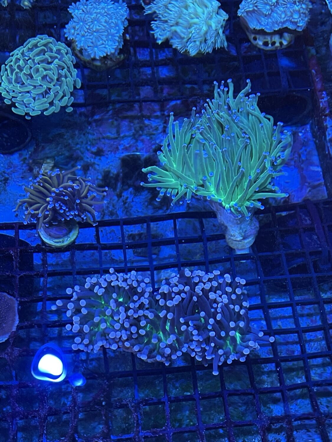 Coral Pack for Darren Ison