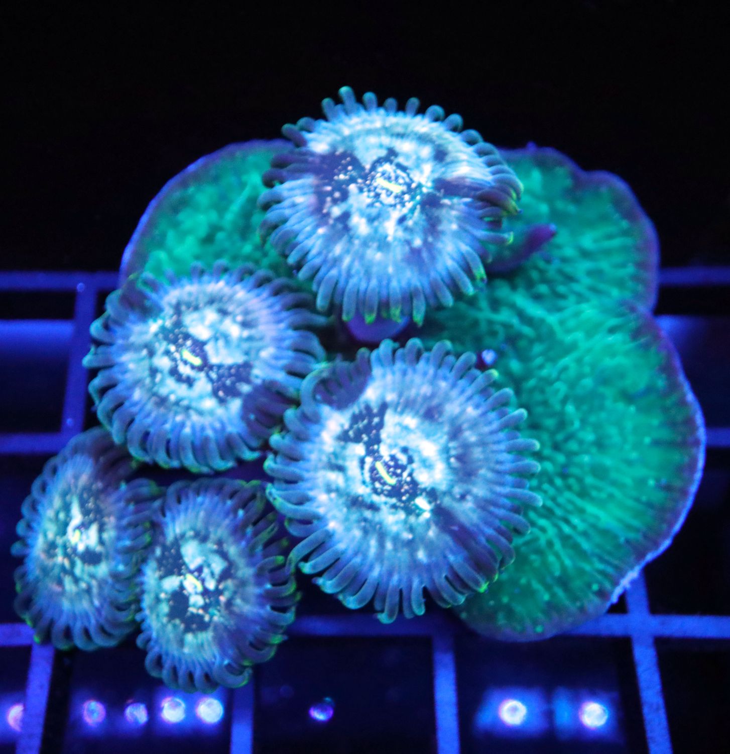GREEN MAGICIAN ZOANTHID X GREEN MONTIPORA COMBO FRAG