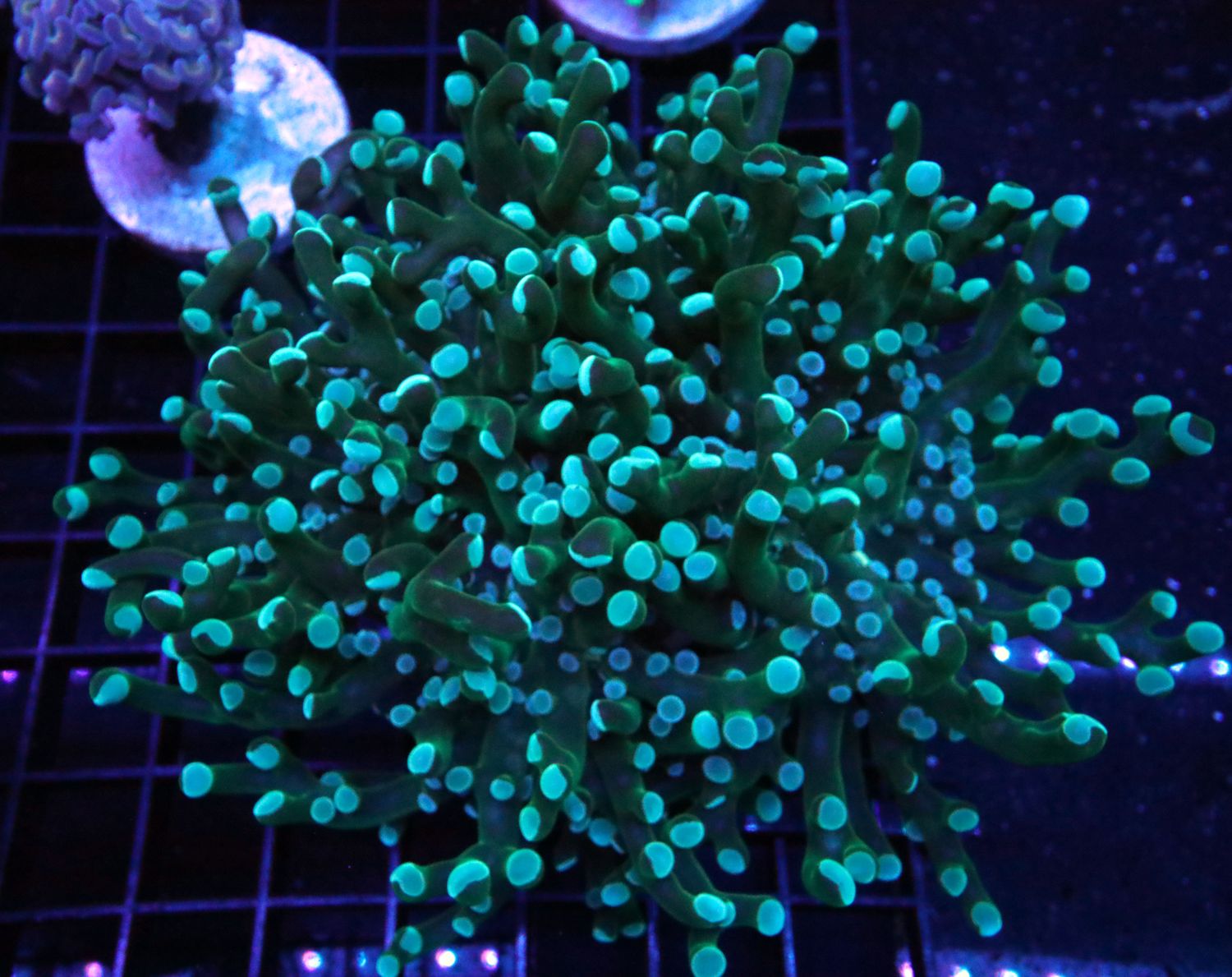 GREEN OCTOSPAWN DOUBLE HEAD