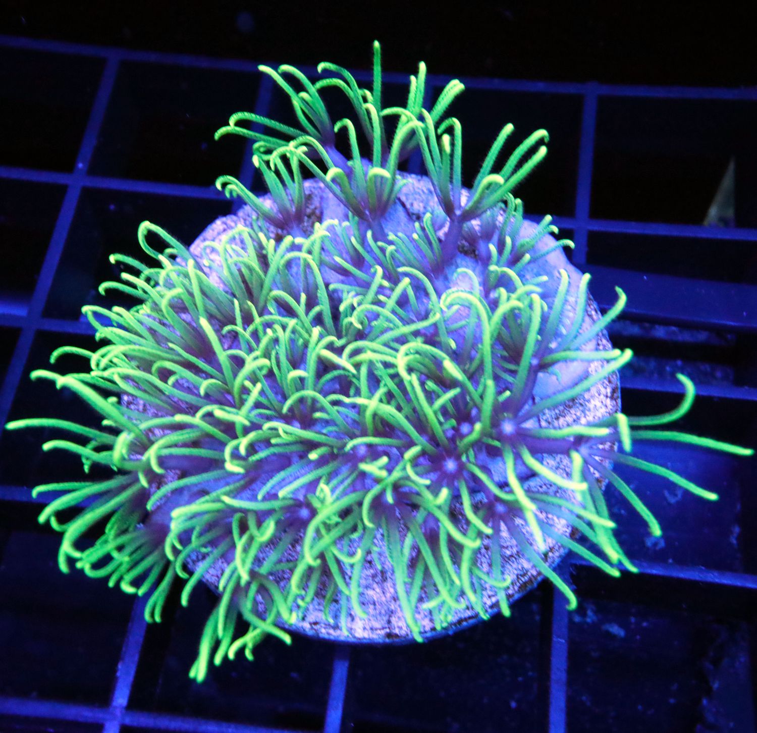 GREEN STAR POLYP (GSP)