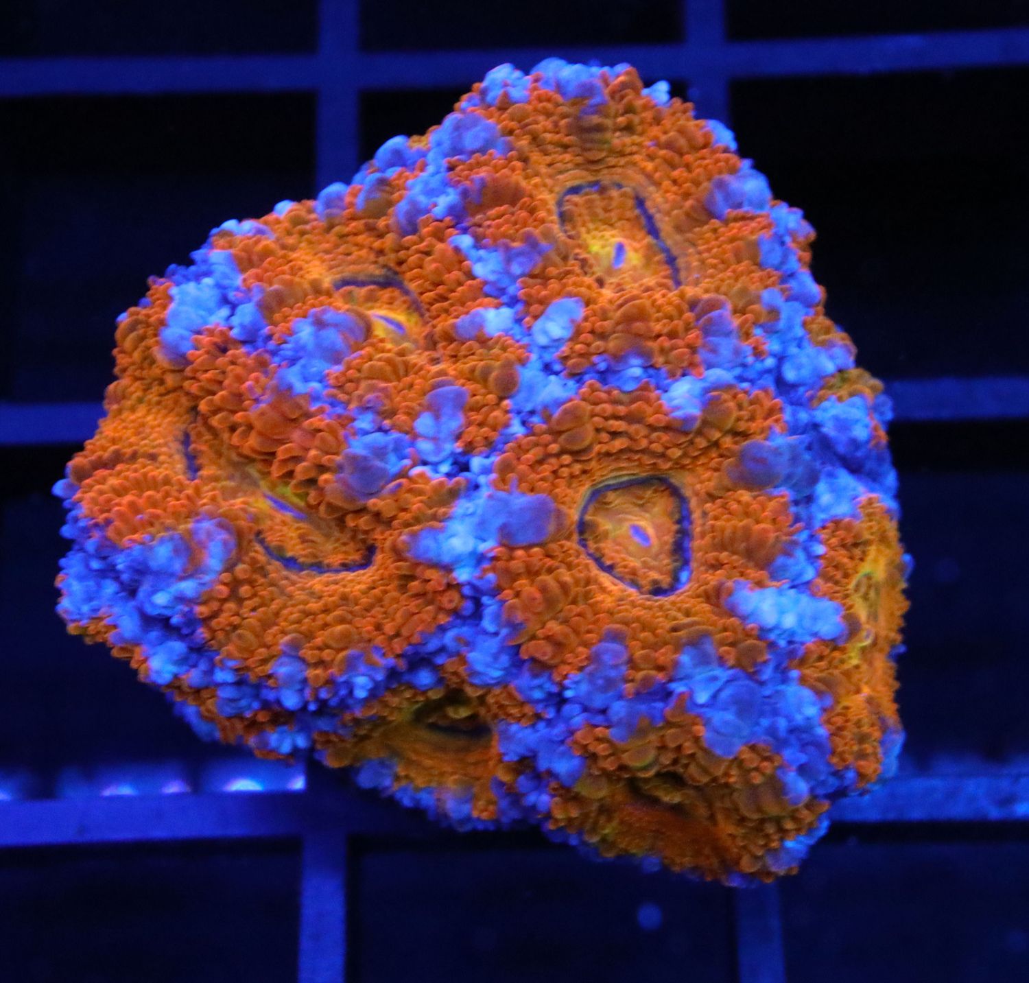 HEARTHFIRE RAINBOW ACAN