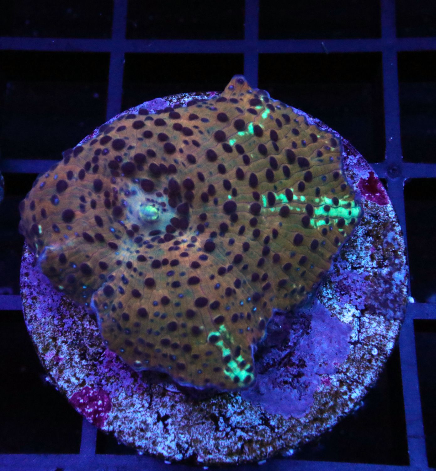 LEOPARDSKIN DISCOSOMA MUSHROOM CORAL