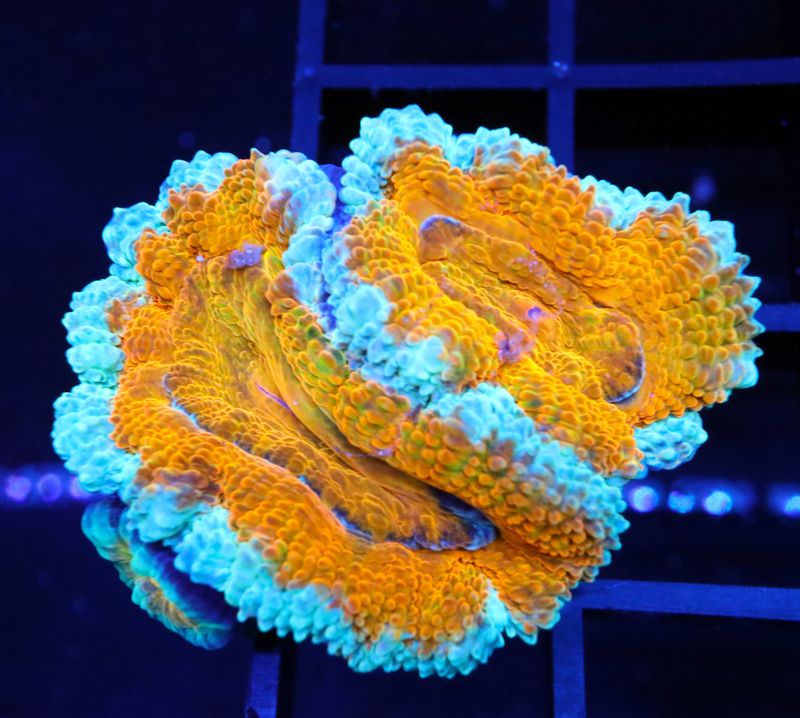 ORANGE JUICE ON ICE ACAN