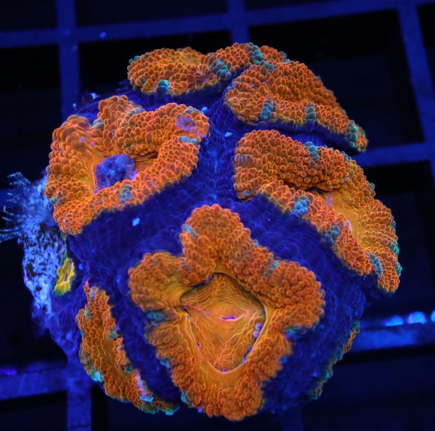 ORANGE PASSION ACAN