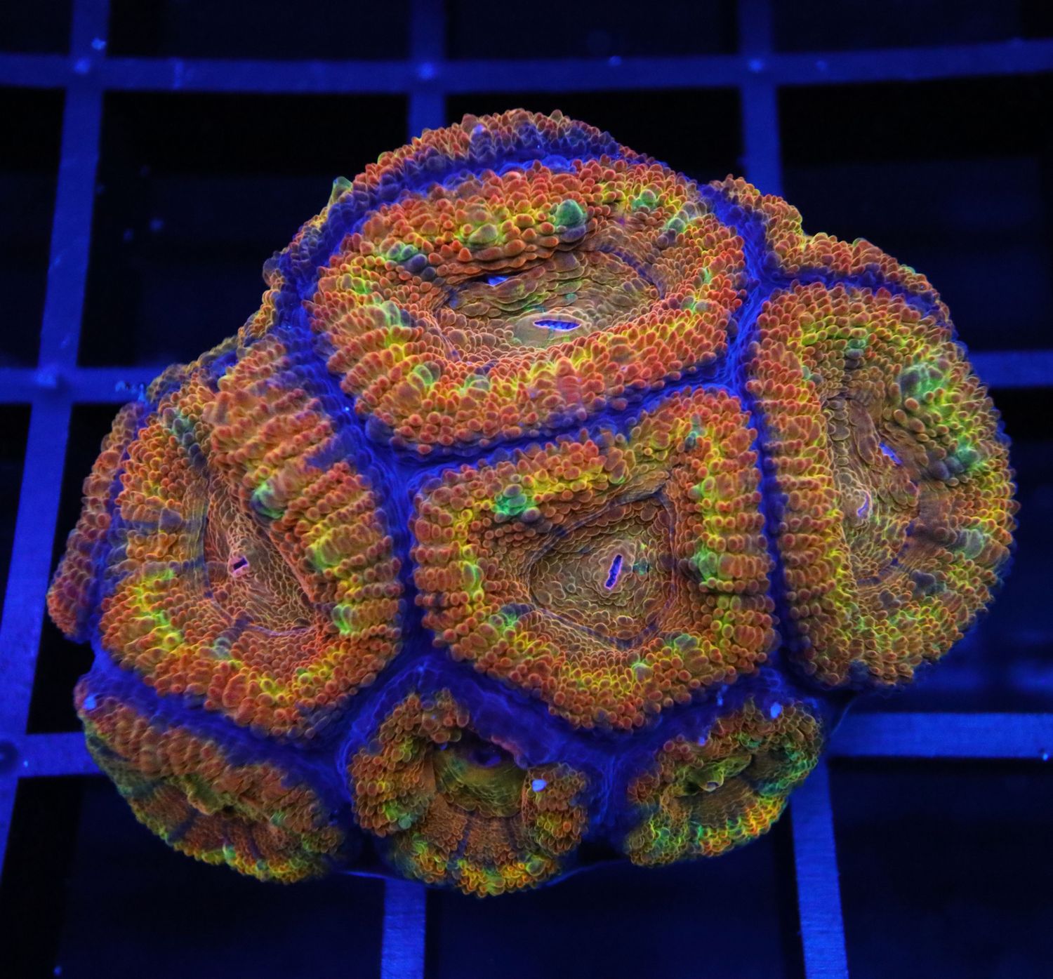 MAYAN RAINBOW ACAN