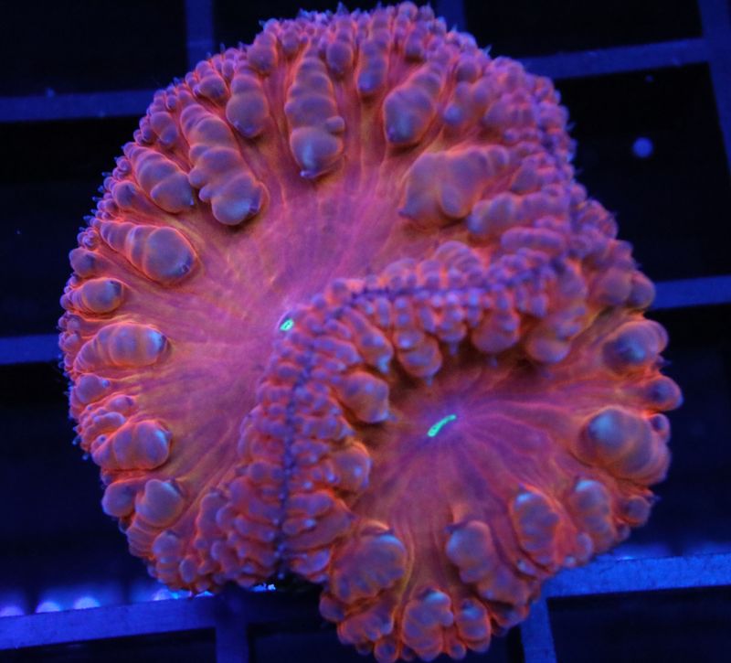 RED NEBULUS BLASTO