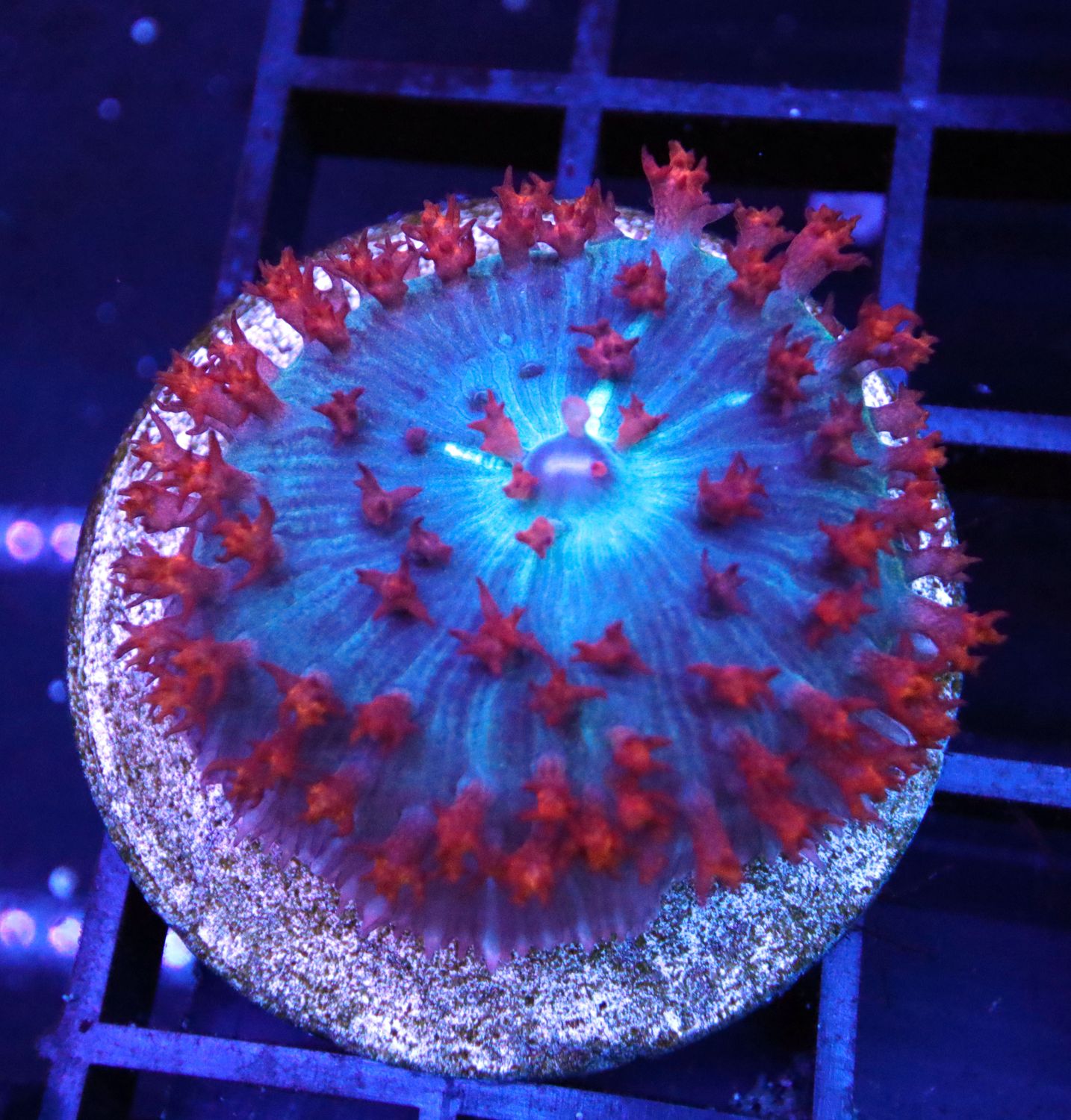 SAINT THOMAS MUSHROOM RED