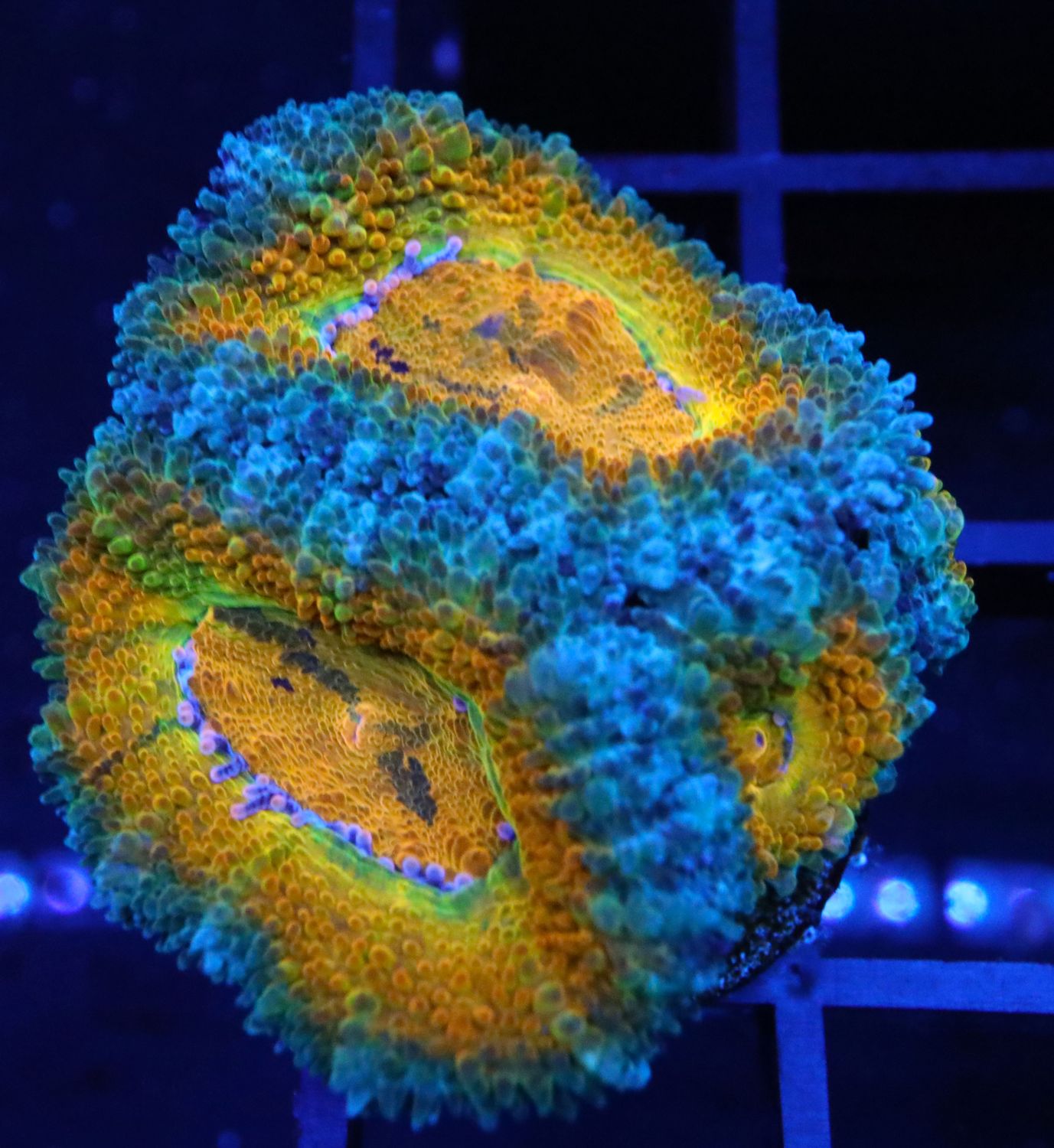TIGER SPLAT RAINBOW ACAN