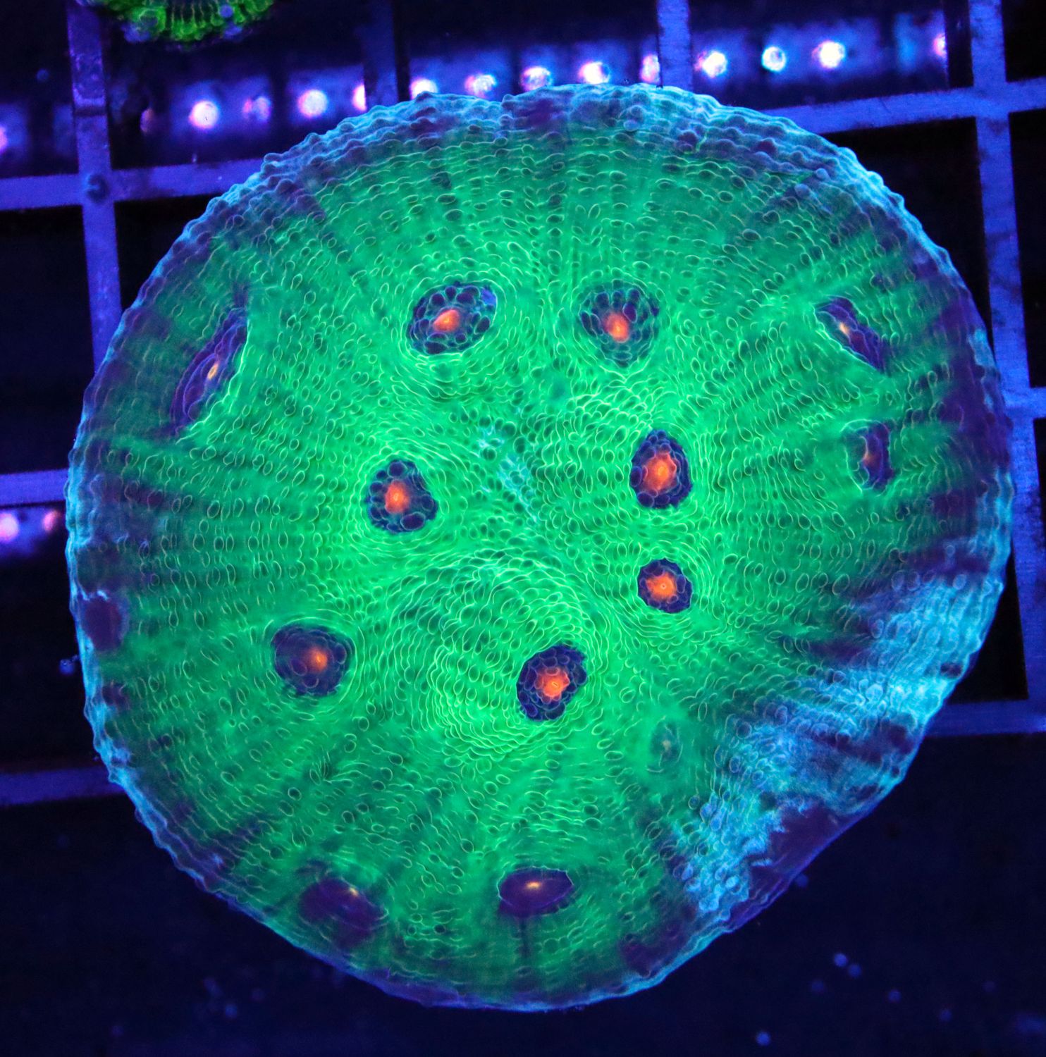 AVATAR CHALICE FRAG Appx: 2 inches