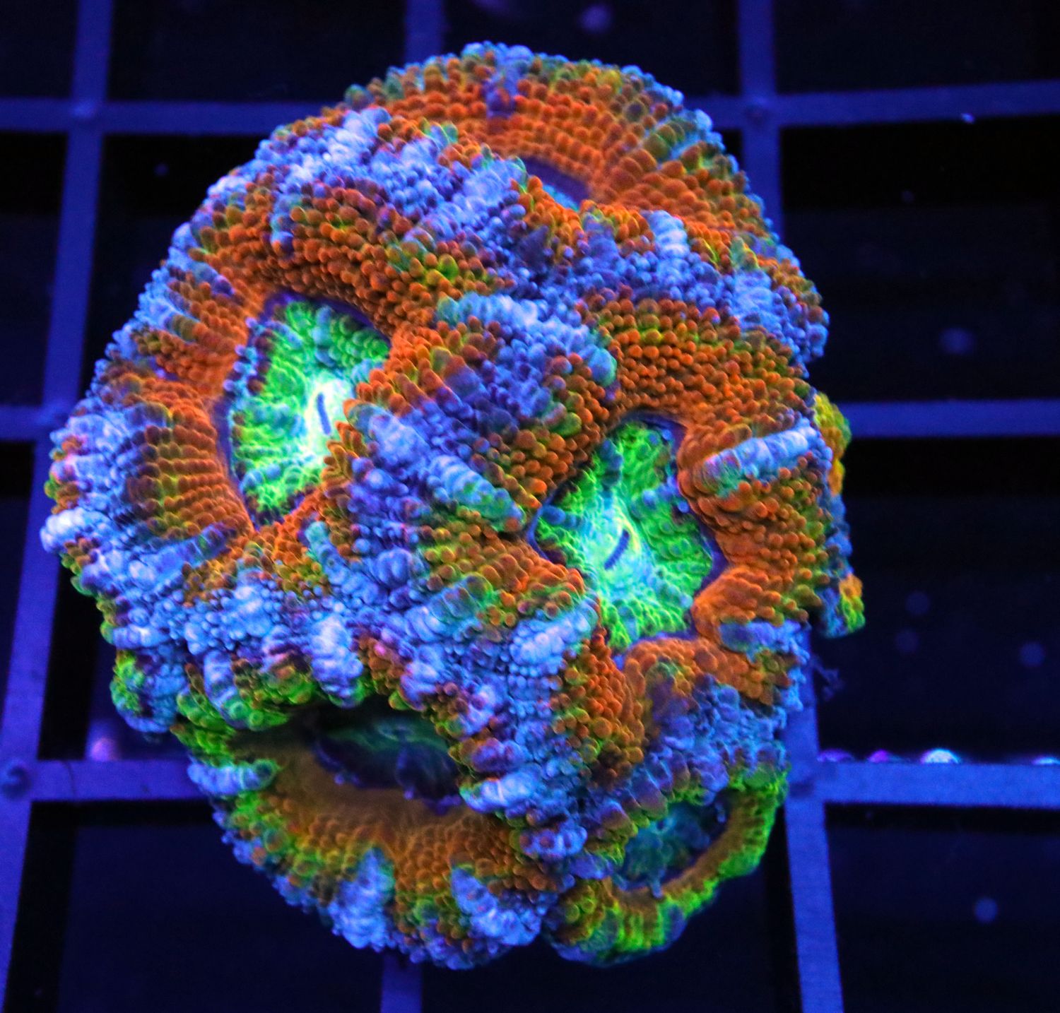 EMERALD CITY RAINBOW ACAN FRAG