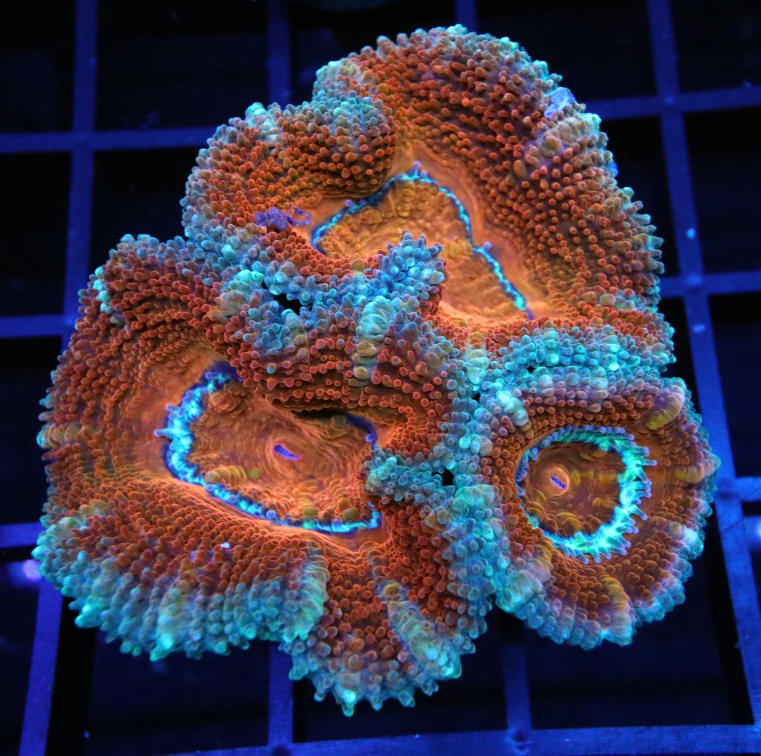 ICE RIMMED ACAN