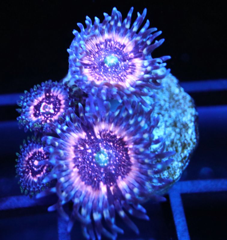 PINK ZIPPER ZOANTHIDS