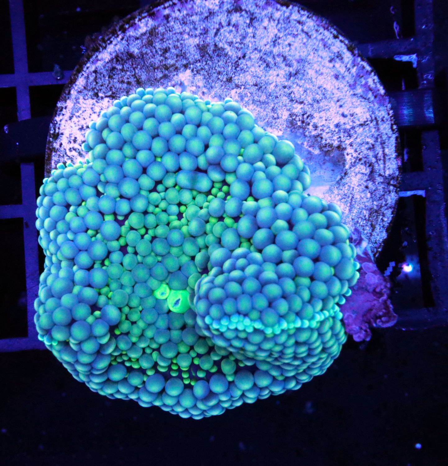 RICORDEA FLORIDA GREEN BLUE (DISC IS 2 INCHES)