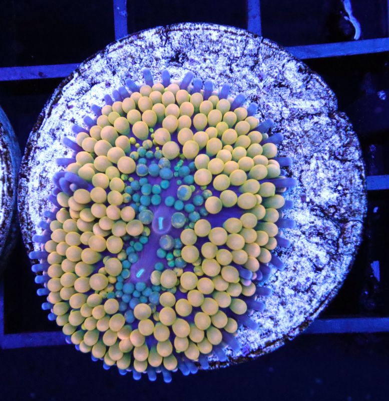 RICORDEA FLORIDA ORANGE (DISC IS 2 INCHES)
