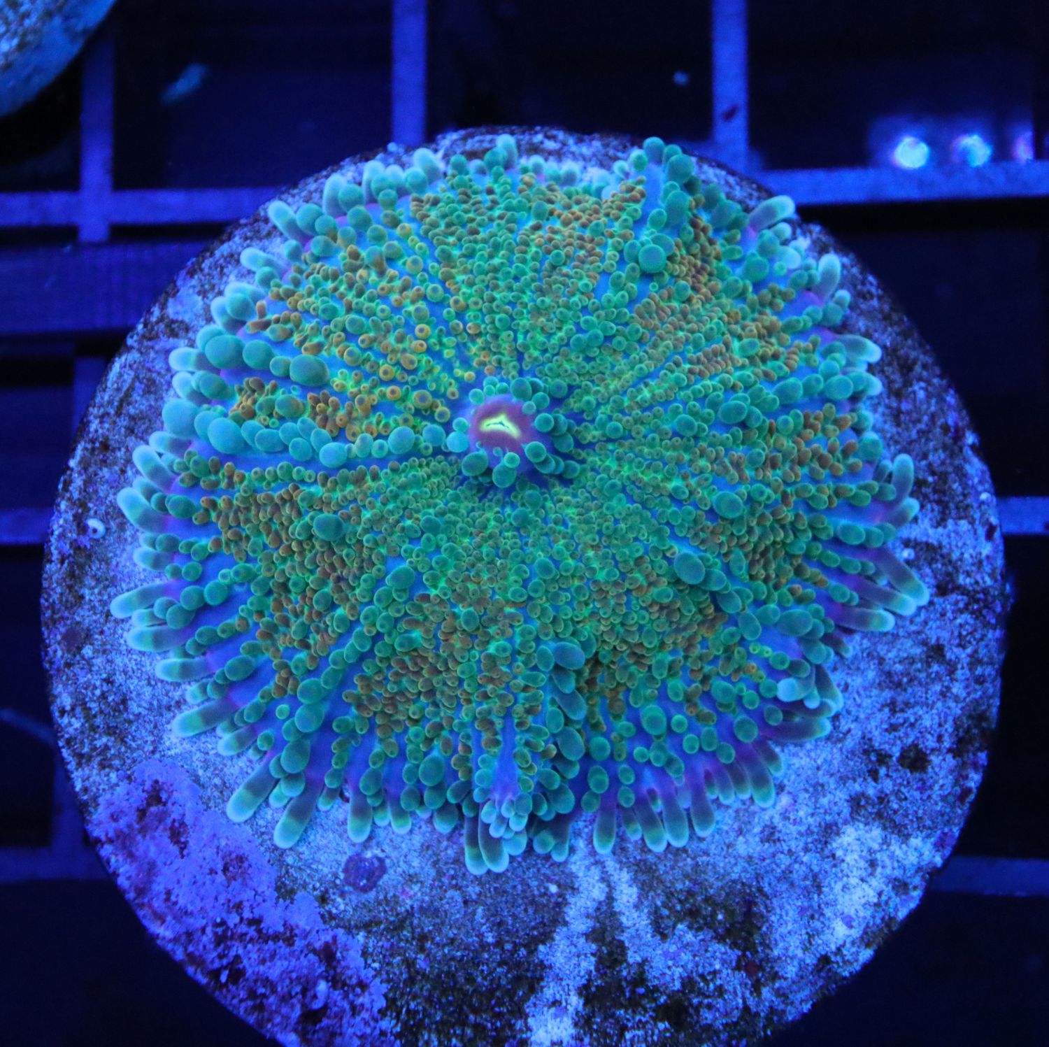 RICORDEA YUMA RAINBOW SINGLE