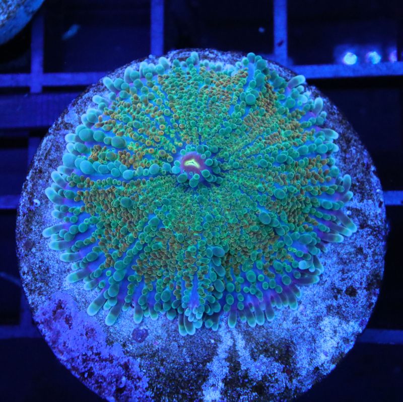 RICORDEA YUMA RAINBOW SINGLE