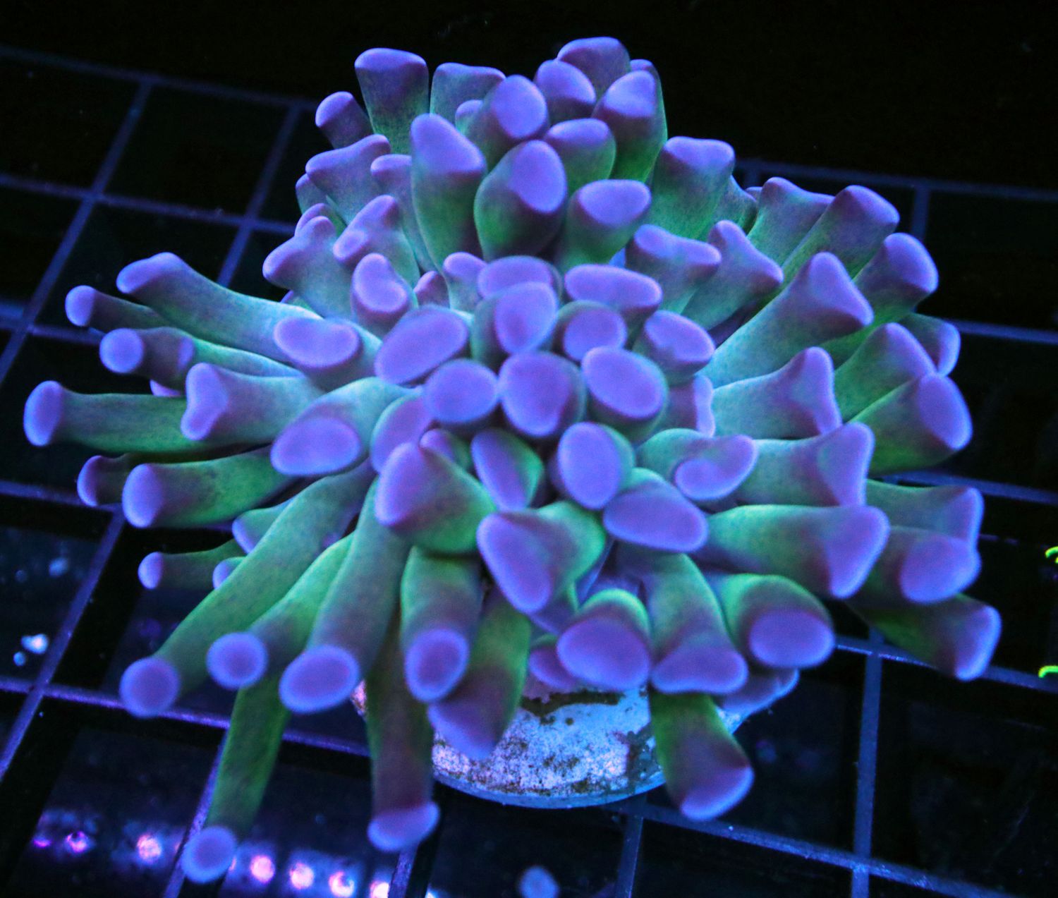 GREEN STEM BRANCH HAMMER