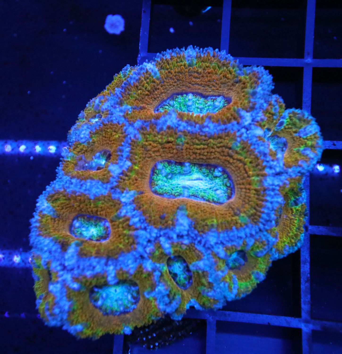 JEWEL THIEF RAINBOW ACAN
