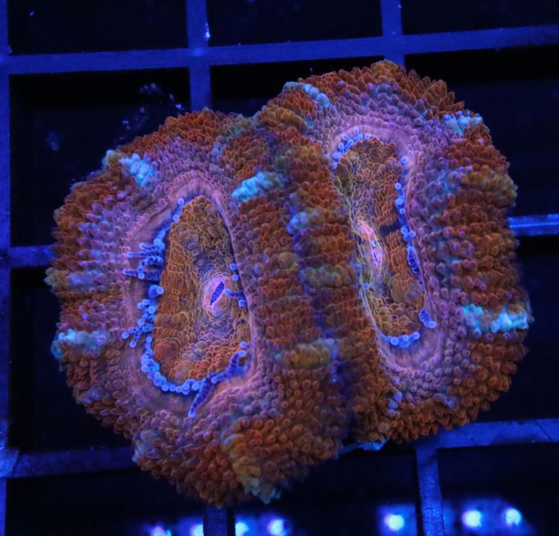 LIPSTICK ACAN