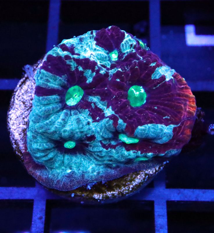 ODEN&#39;S WAR CORAL