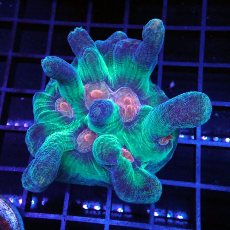 RAINBOW PECTINIA FRAG