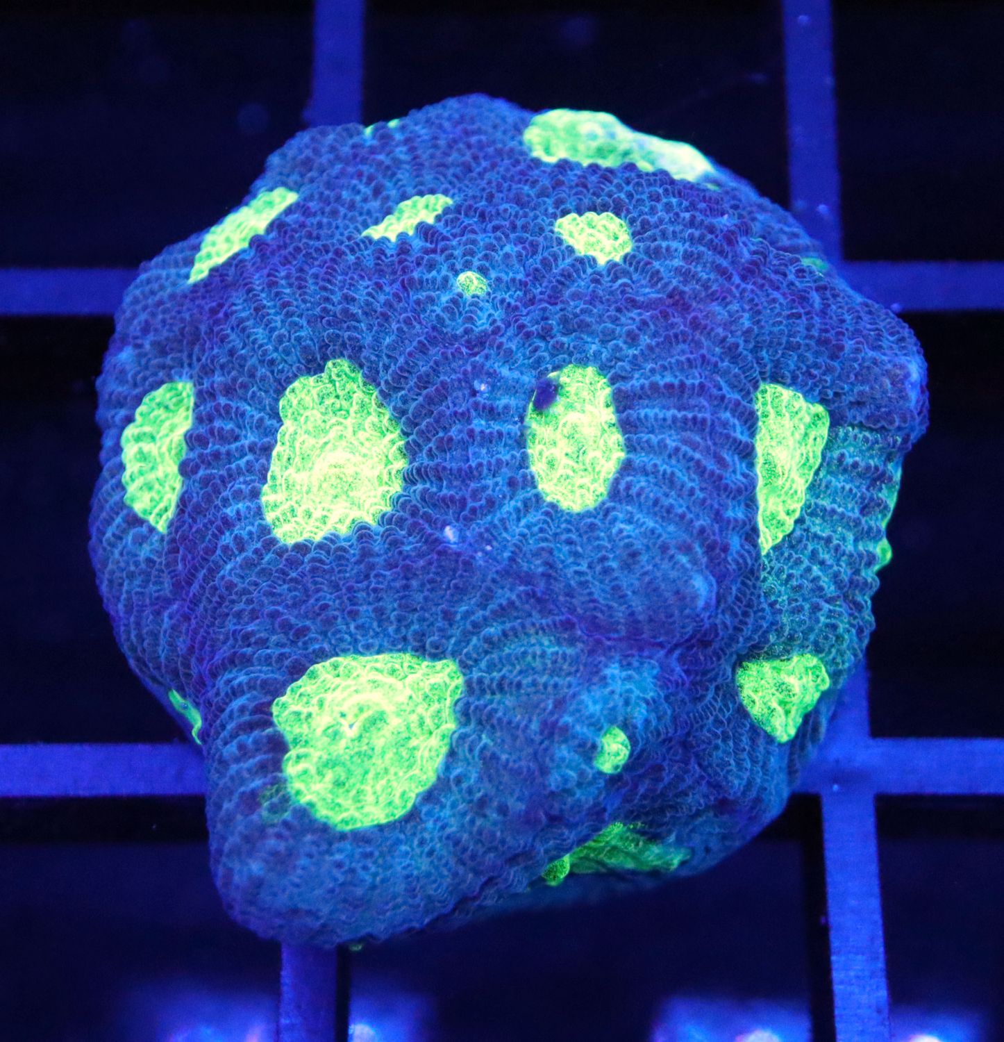 SPACE SLIME FAVIA