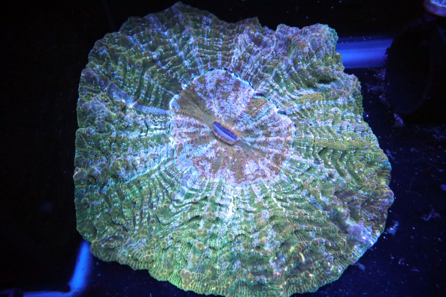 STARDUST ACANTHOPHYLLIA (SHOW PIECE, 10 INCHES FULLY EXTENDED)