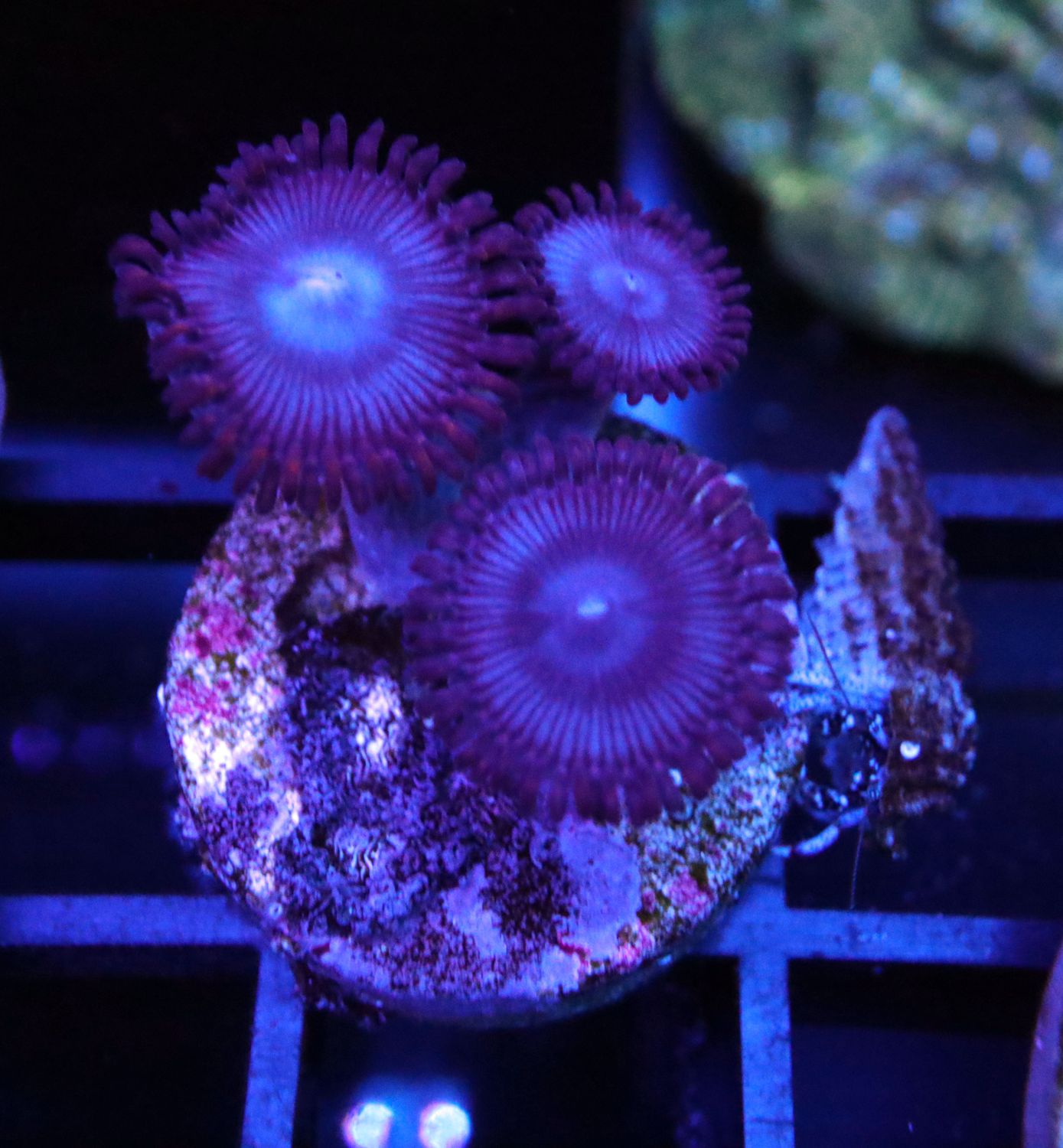 SUPERMAN ZOA MORPH