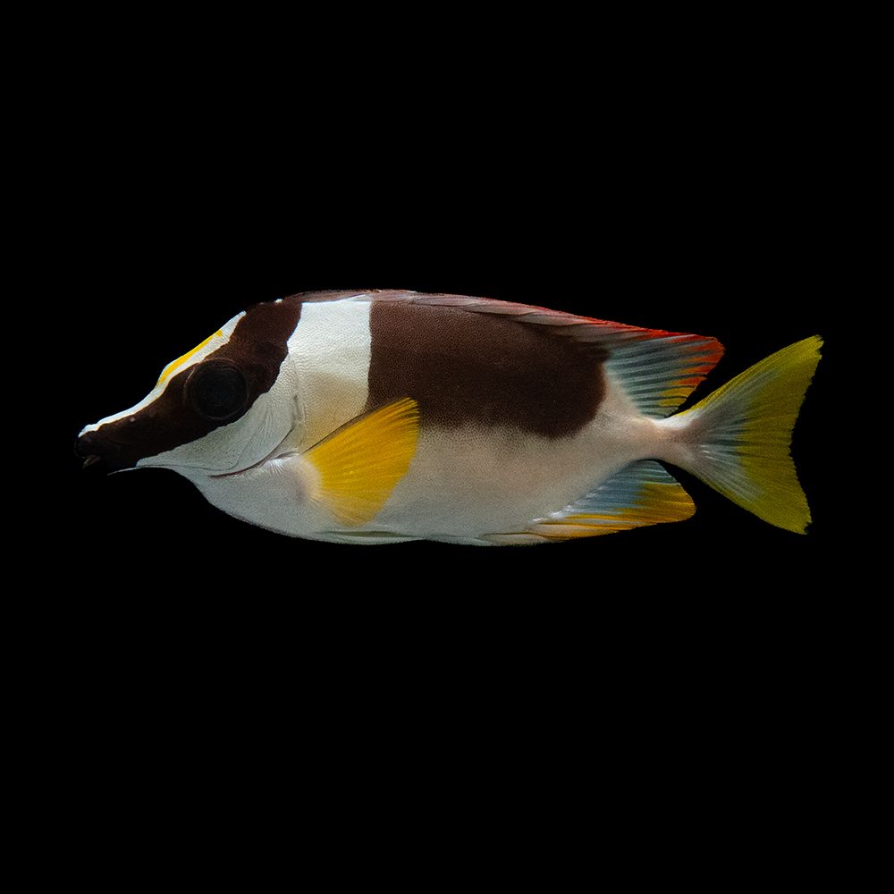 Magnificent Foxface Rabbitfish (Siganus magnificus)