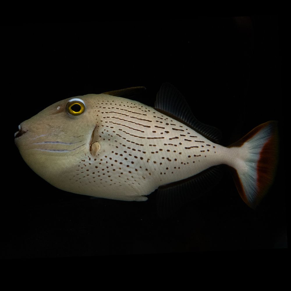 Linespot Triggerfish (Xanthichthys lineopunctatus)