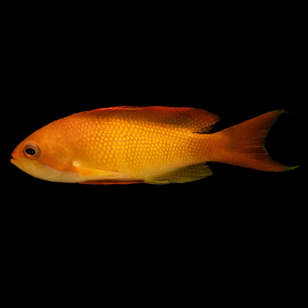 Lyretail Anthias (Pseudanthias squamipinnis)
