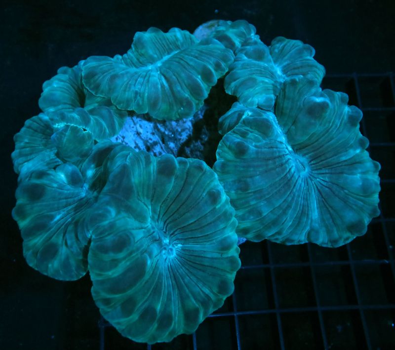 Fox Coral Colony
