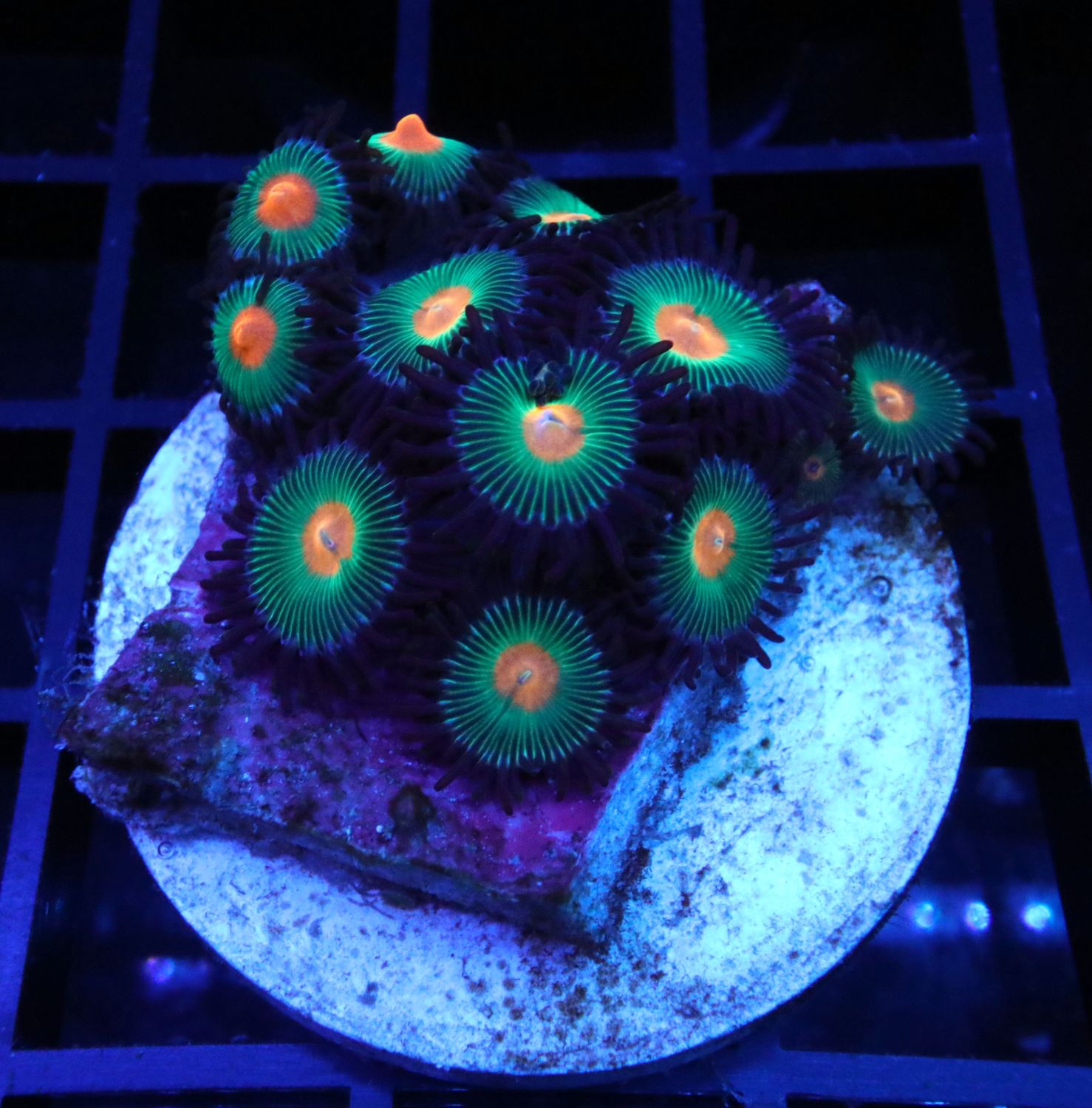 Gorilla Nipples Zoanthid Frag
