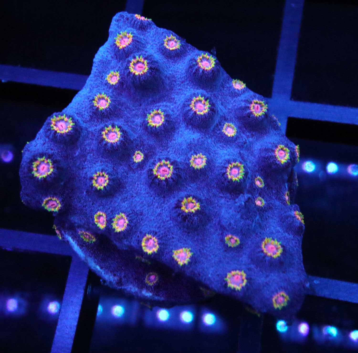 Meteor Shower Cyphastrea