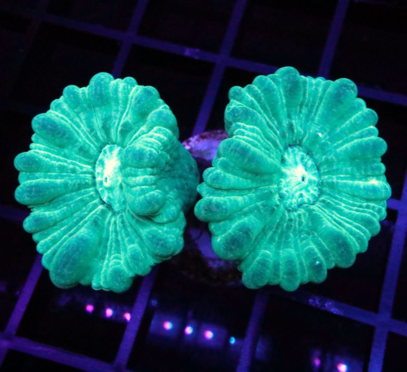 Neon Green Kryptonite Candy Cane