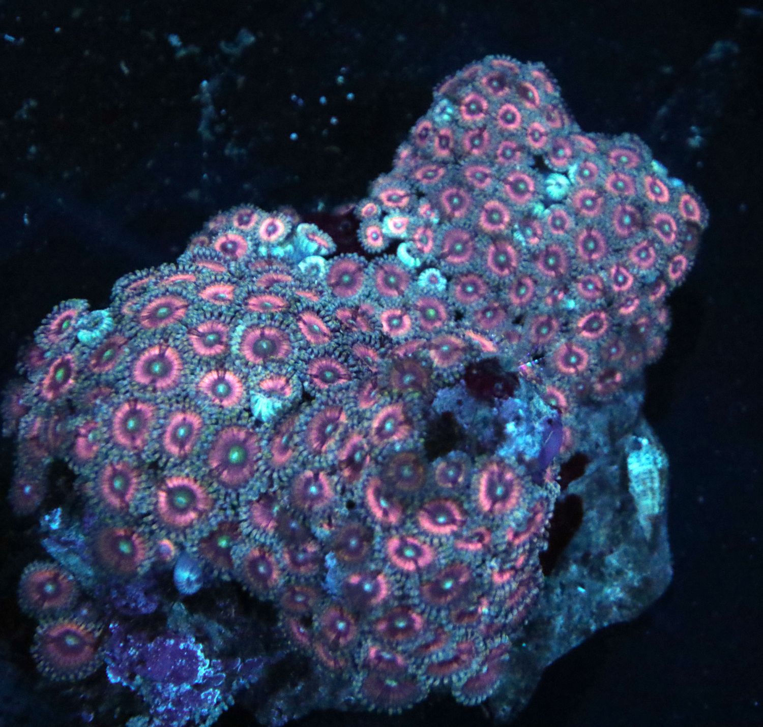 Premium Pink Zoanthid Colony