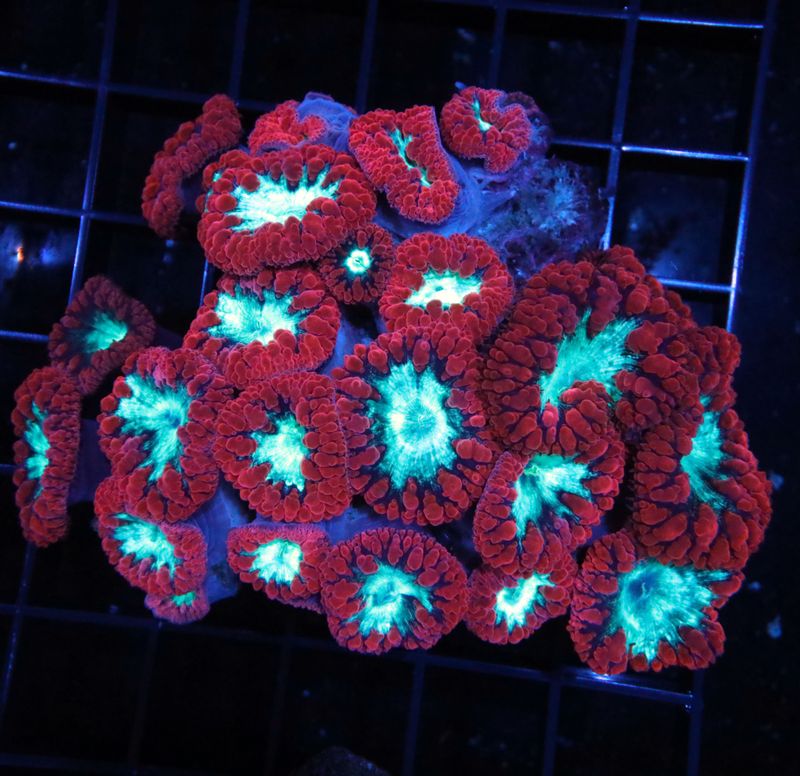 Red Bicolor Blastomussa Colony
